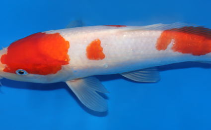 Kohaku - koi #x0418a023 - Side View A