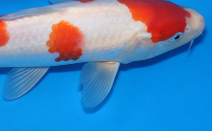 Kohaku – koi #x0418a023 - Image 3