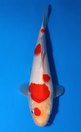 Kohaku - koi #x0418a024