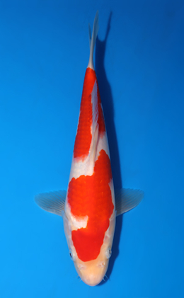 Kohaku - koi #x0418a025