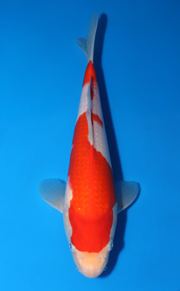 Kohaku - koi #x0418a026