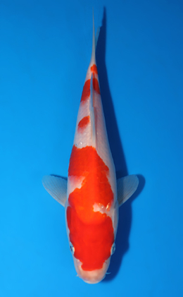 Kohaku - koi #x0418a027