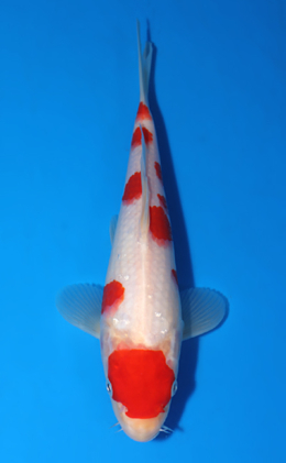 Kohaku - koi #x0418a028