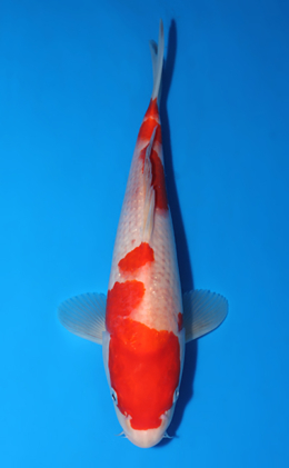 Kohaku - koi #x0418a029