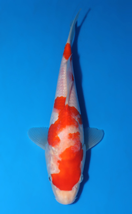 Kohaku - koi #x0418a030