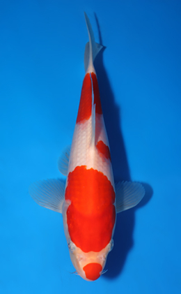 Kohaku - koi #x0418a031