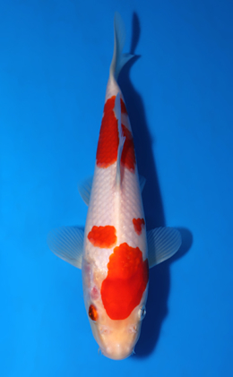 Kohaku - koi #x0418a032