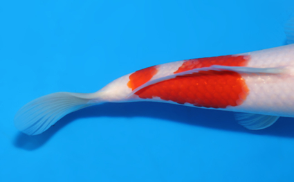 Kohaku - koi #x0418a032 - Side View A