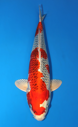 Kujyaku - koi #x0421s002