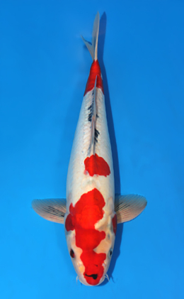 Doitsu Sanke - koi #x0421s004