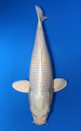 Platinum - koi #x0421s005
