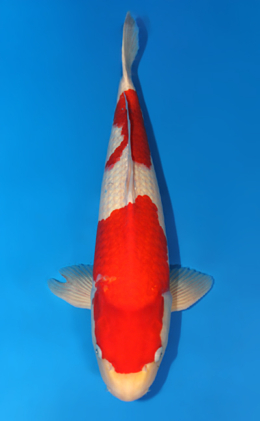 Kohaku - koi #x0421s006