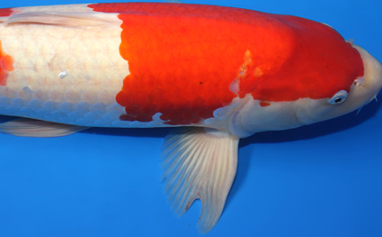 Kohaku - koi #x0421s006 - Side View A