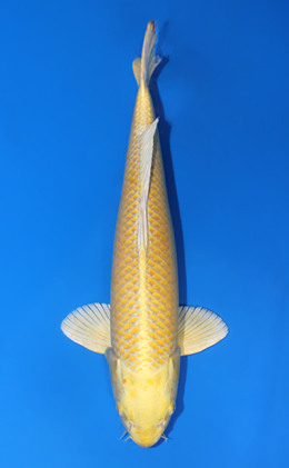 Ogon - koi #x0421s007