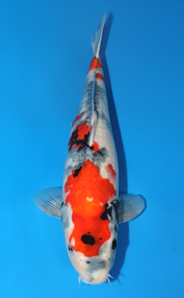 Showa - koi #x0421s008