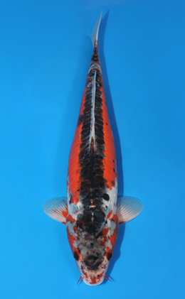 Shusui - koi #x0421s009