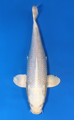 Ginrin Platinum - koi #x0421s010