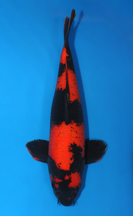 Hi Utsuri - koi #x0421s014
