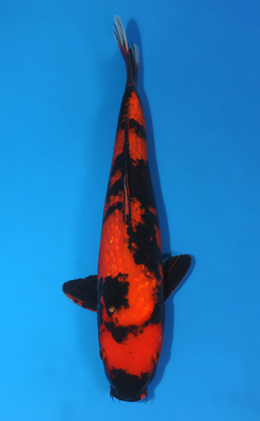 Ginrin Hi Utsuri - koi #x0421s016