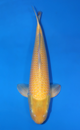Karashi - koi #x0421s018