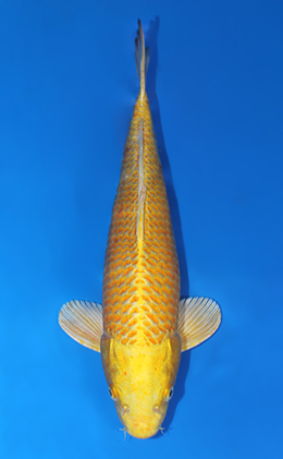 Ogon - koi #x0421s021
