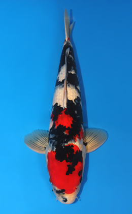 Showa - koi #x0421s022