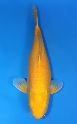 Karashi - koi #x0421s026