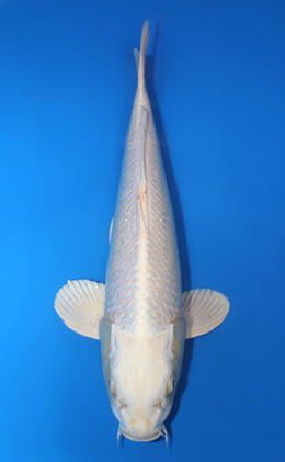 Ginrin Platinum - koi #x0421s028