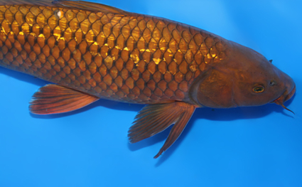 Ginrin Chagoi - koi #x0421s031 - Side View A
