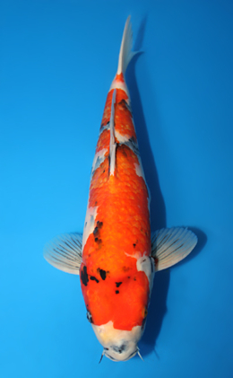 Showa - koi #x0421s038