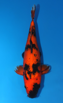 Hi Utsuri - koi #x0421s042
