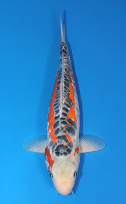 Shusui - koi #x0421s043