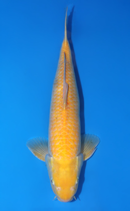 Kigoi - koi #x0421s048