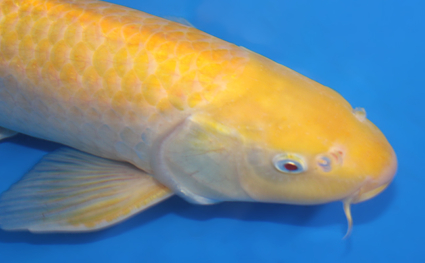 Kigoi – koi #x0421s048 - Image 3