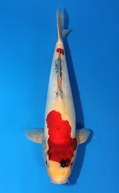 Doitsu Sanke - koi #x0421s049