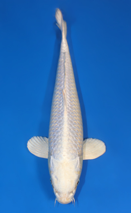 Platinum - koi #x0421s050