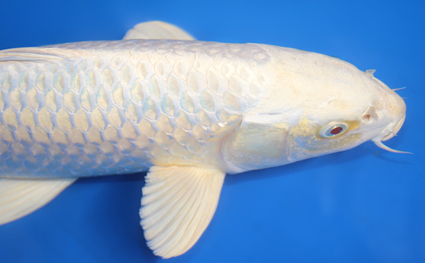 Platinum - koi #x0421s050 - Side View A