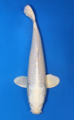 Platinum - koi #x0421s051