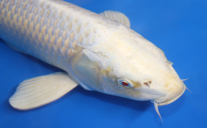 Platinum – koi #x0421s051 - Image 3