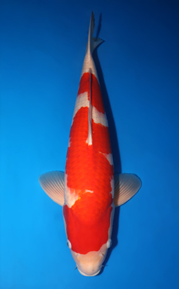 Kohaku - koi #x0422m001