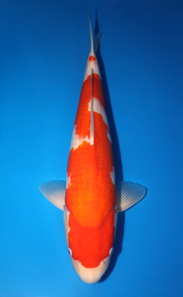 Kohaku - koi #x0422m002