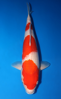 Kohaku - koi #x0422m003