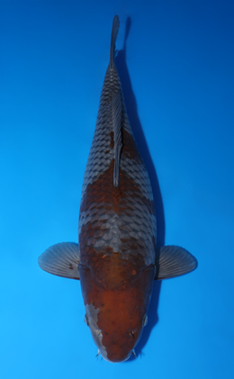 Ochibashigure - koi #x0422m005