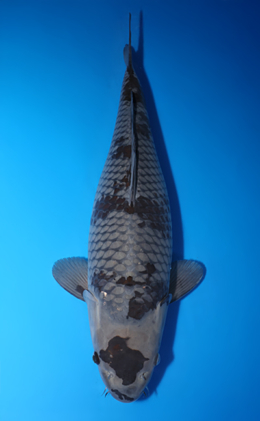 Ochibashigure - koi #x0422m007