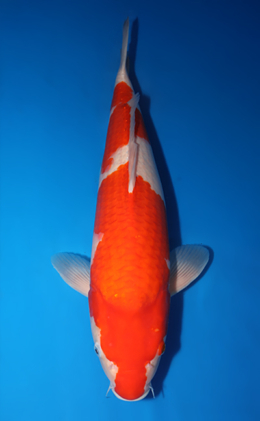 Kohaku - koi #x0422m008
