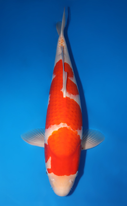Kohaku - koi #x0422m009