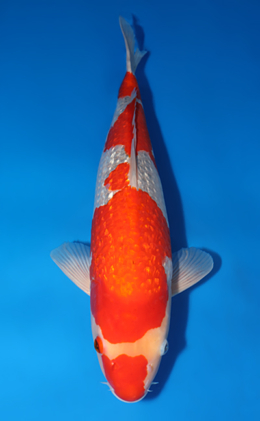 Ginrin Goshiki - koi #x0422m010