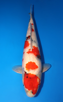 Showa - koi #x0422m011