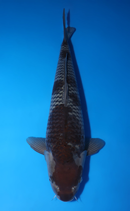 Ochibashigure - koi #x0422m012