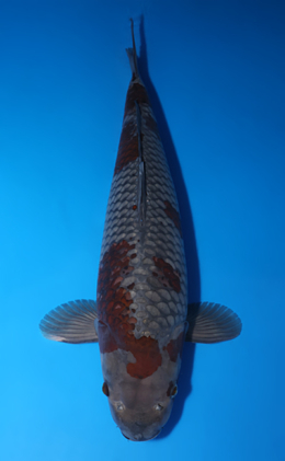 Ochibashigure - koi #x0422m013